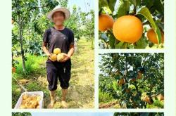 日销8000单，拼多(duō)多(duō)“秋月梨之王”是(shì)如何鍊(liàn)成的？